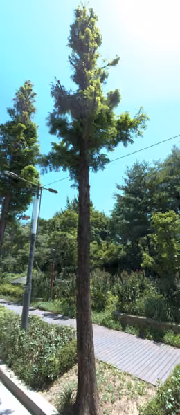 tree photo