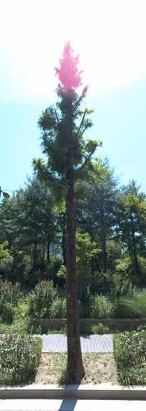 tree photo