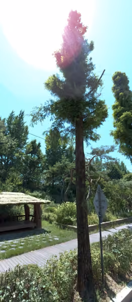tree photo