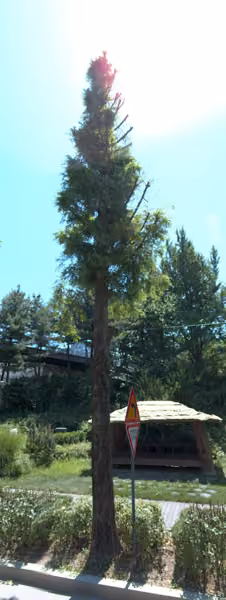 tree photo