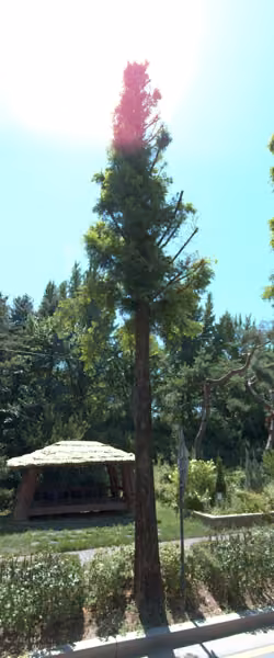 tree photo