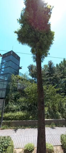 tree photo