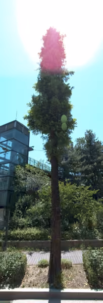 tree photo