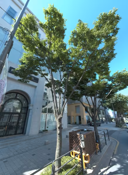 tree photo