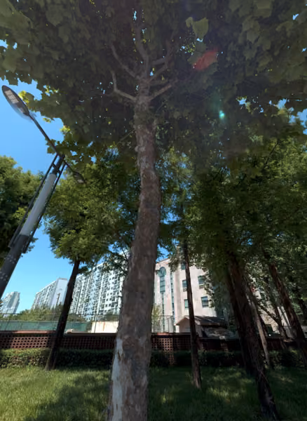 tree photo