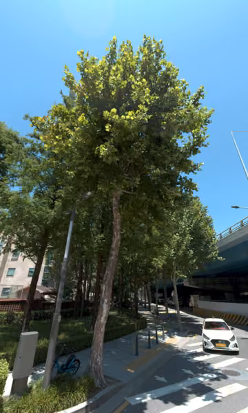 tree photo