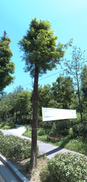 tree photo
