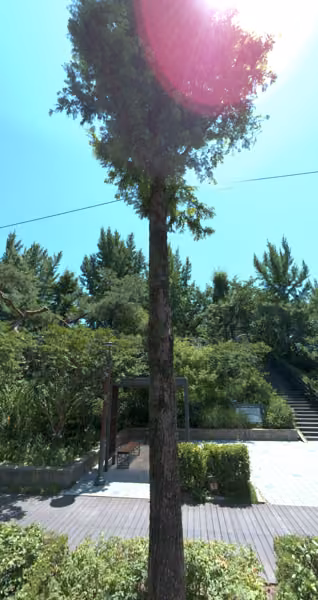 tree photo