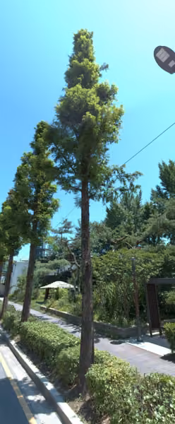 tree photo