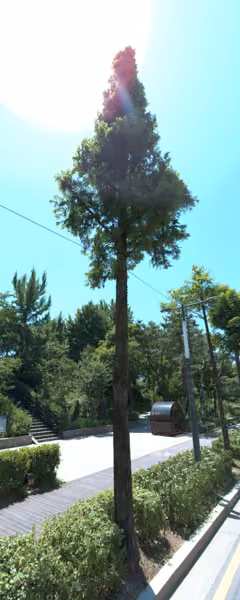 tree photo