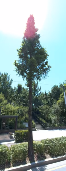 tree photo