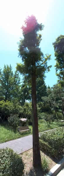 tree photo