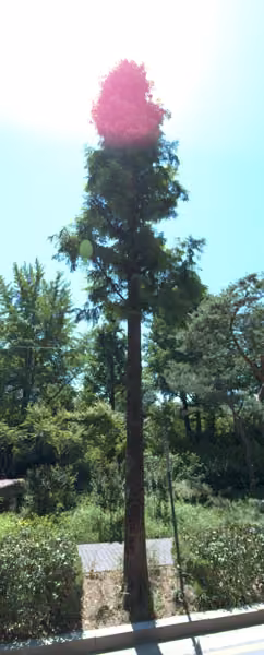 tree photo