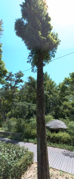 tree photo