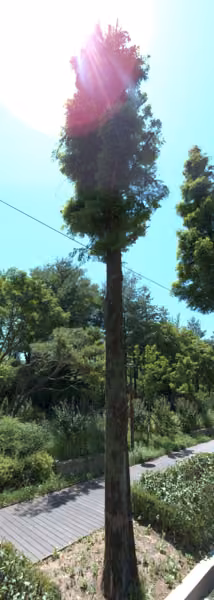 tree photo