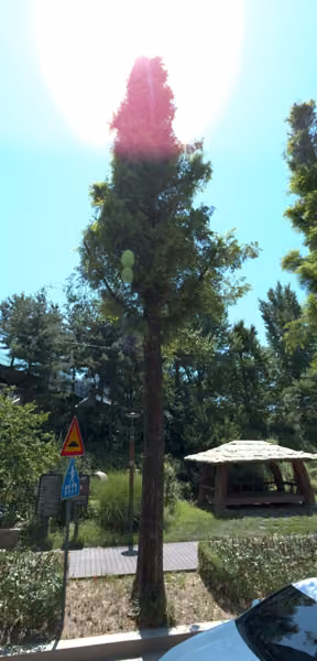tree photo