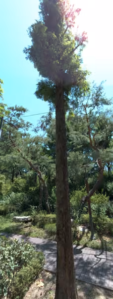 tree photo