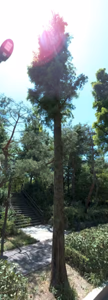 tree photo