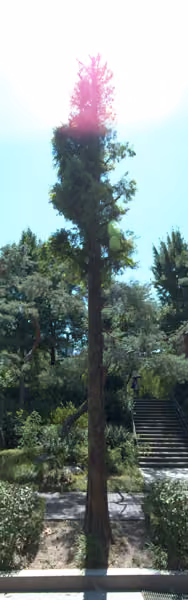 tree photo