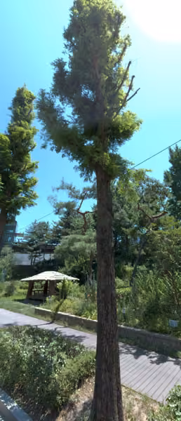 tree photo