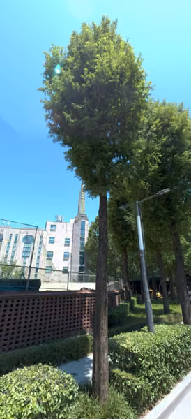 tree photo