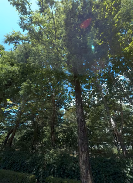 tree photo