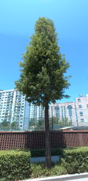 tree photo