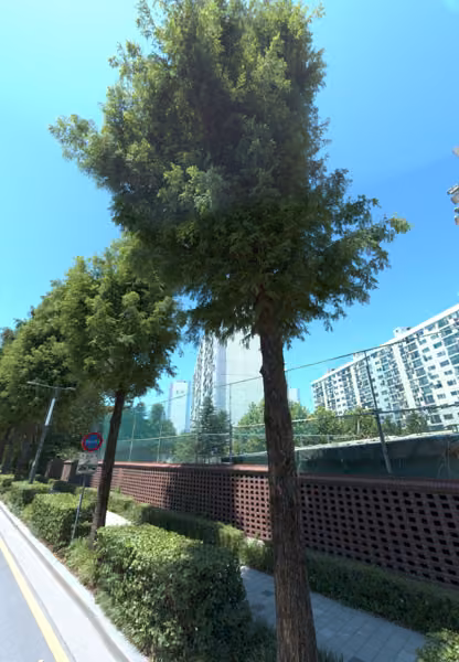 tree photo