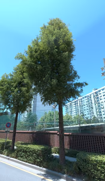 tree photo