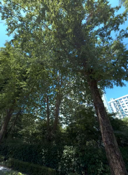 tree photo