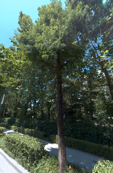tree photo
