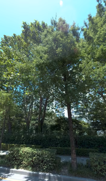 tree photo