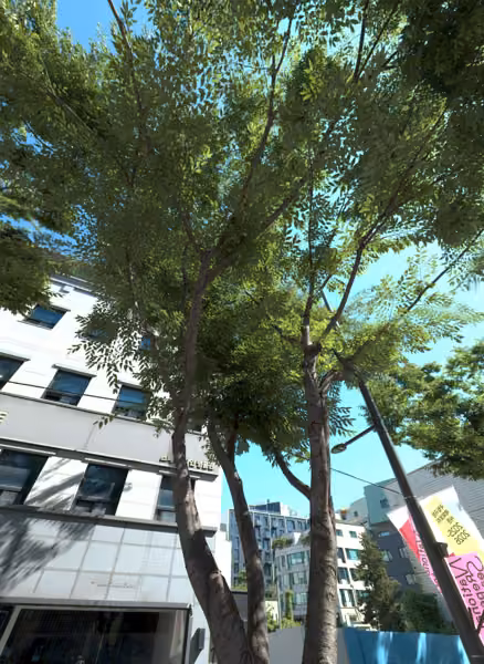 tree photo