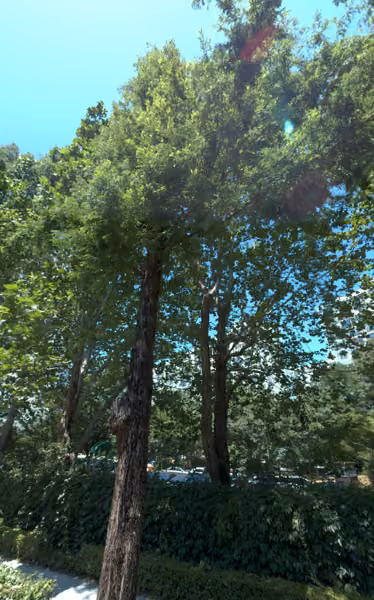 tree photo