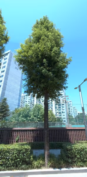 tree photo
