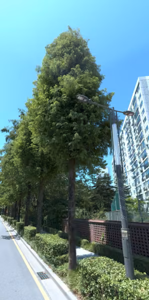 tree photo