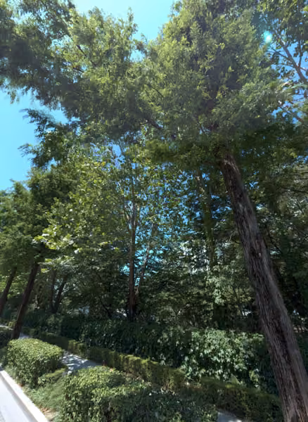 tree photo