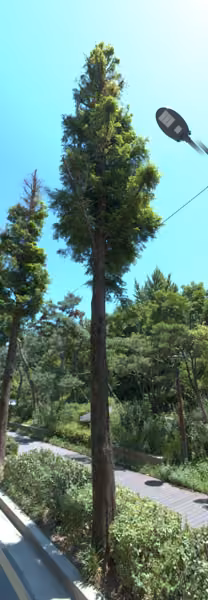 tree photo