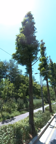 tree photo