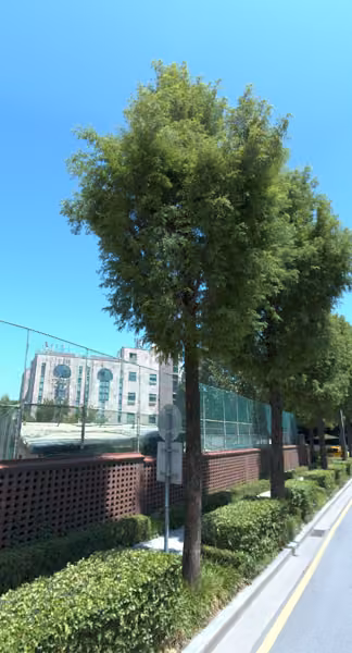 tree photo