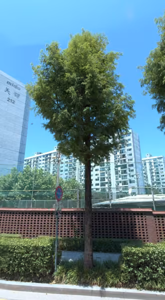 tree photo