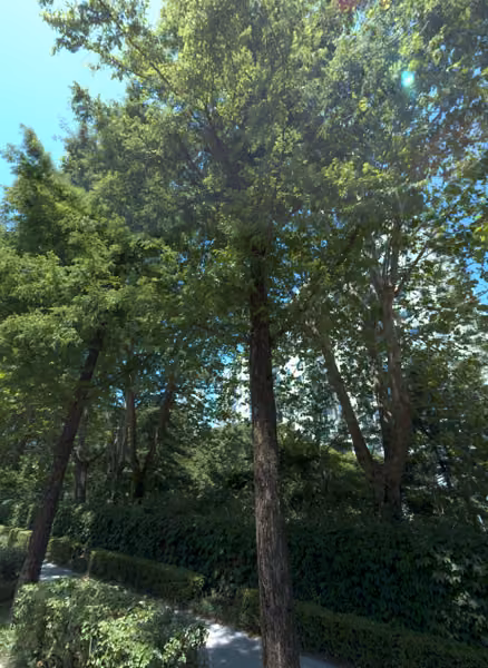tree photo