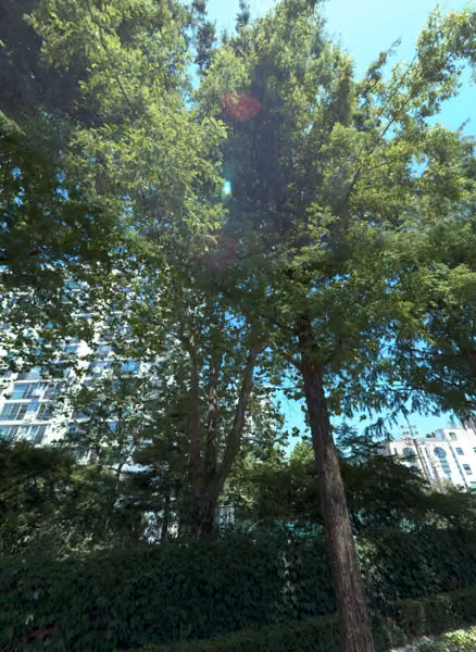 tree photo