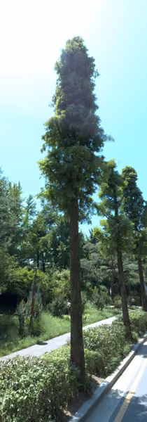tree photo