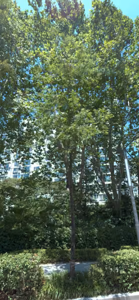 tree photo