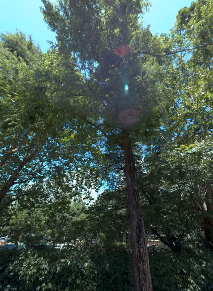 tree photo