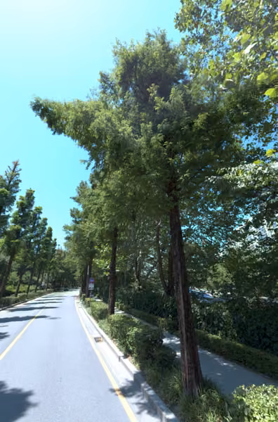 tree photo