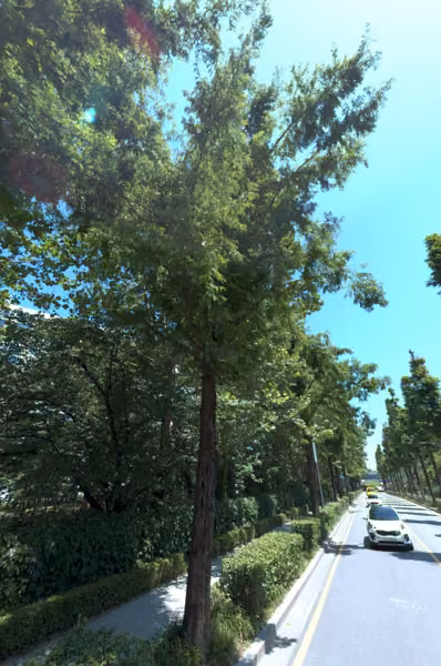 tree photo