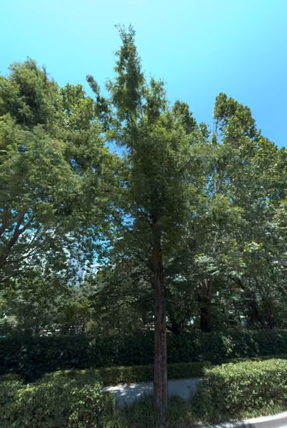 tree photo