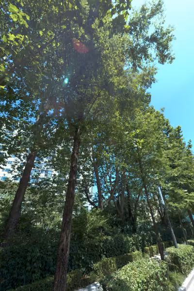 tree photo